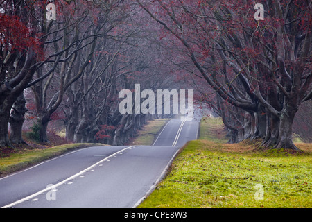 Beech avenue, Kingston Lacy, Dorset, England, United Kingdom, Europe Stock Photo