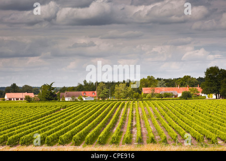 Vineyards near Chemery, Loir-et-Cher, Loire Valley, Centre, France, Europe Stock Photo