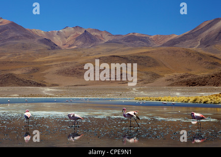 Flamingos drinking in a lagoon, South West Bolivia, South America Stock Photo