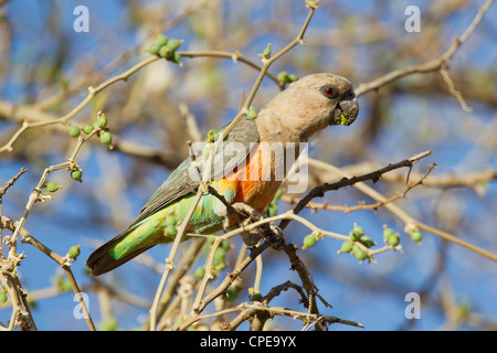 African Orange-bellied Parrot Poicephalus rufiventris feeding in woodland near Negele, Ethiopia in March. Stock Photo