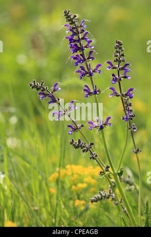 Meadow Clary (Salvia pratensis), location: Male Karpaty, Slovakia. Stock Photo