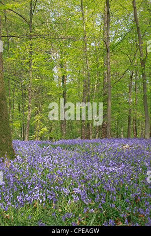 Bluebells under Beech trees in the Forest of dean Gloucestershire Stock Photo