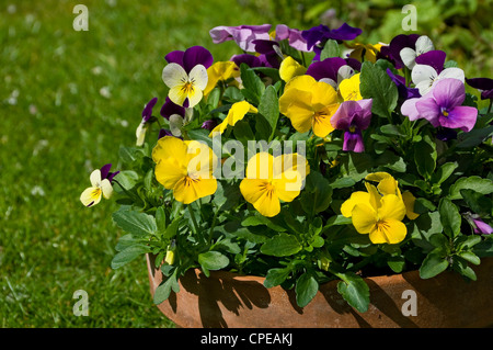 Close up of pot of yellow purple violas pansies viola pansy flower flowers flowering in the garden in spring England UK United Kingdom Great Britain Stock Photo