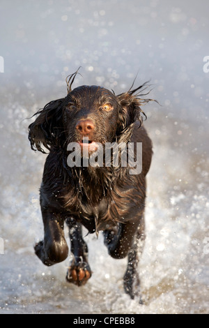 Working cocker spaniel having fun splashing through water Stock Photo