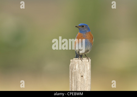 Male Western Bluebird (Sialia mexicana) on a wooden perch, Missoula, Montana Stock Photo