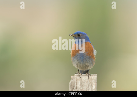 Male Western Bluebird (Sialia mexicana) with an insect in his beak, Missoula, Montana Stock Photo