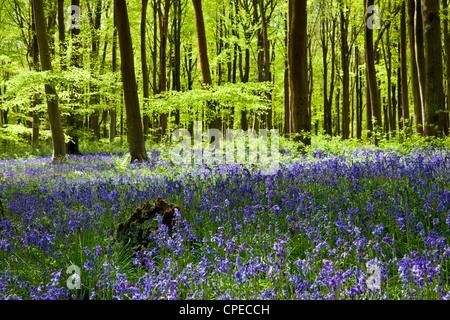 Dappled sunshine falls through fresh green foliage in a beechwood of bluebells in England, UK
