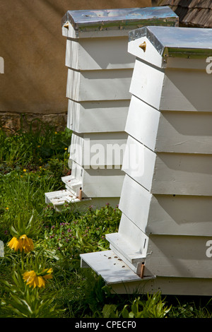 typical european style white wooden bee hives in English garden Stock Photo