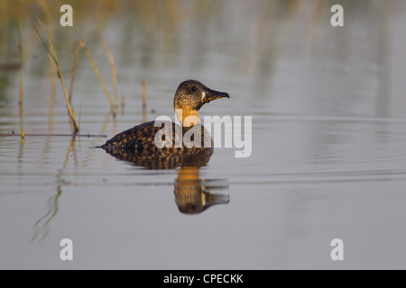 White-backed Duck Thalassornis leuconotus swimming at Lake Awassa, Ethiopia in February. Stock Photo