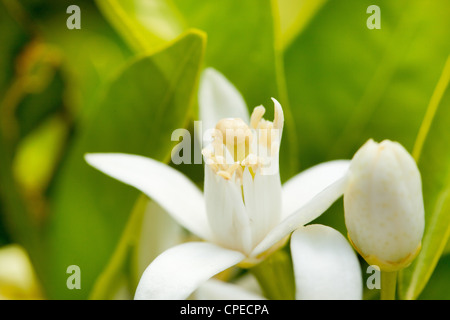 flower orange blossom in spring in pollinating time macro detail Stock Photo