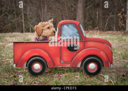 A Labradoodle sitting on the ground but it looks like it is riding in a toy truck Stock Photo