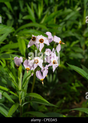 Macrophotograph of Prairie shooting star; May 2012; Fitchburg, Wisconsin, USA Stock Photo