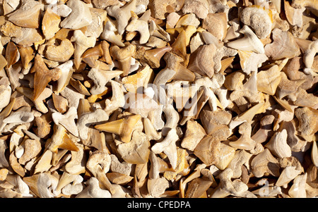 fossil of shark teeth and real ones in a collection Stock Photo