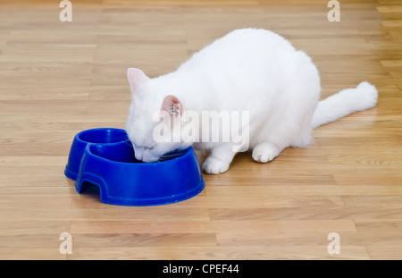 White cat eats a meal of white blue bowl Stock Photo