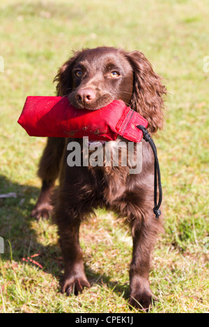 6 month old working puppy Cocker Spaniel undergoing some basic training Stock Photo
