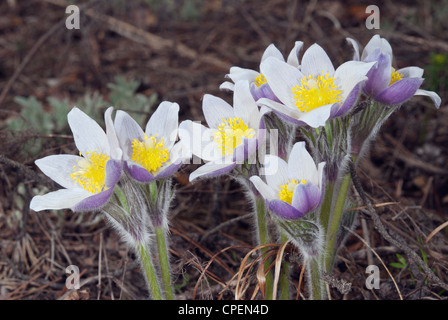 Pasque-flower (Pulsatilla patens, P. latifolia) Stock Photo