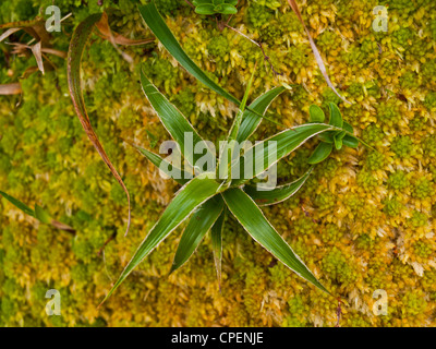 Small plants and sphagnum moss typical to the Azores islands landscape Stock Photo