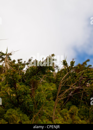 Small plants and moss from the Azores islands Stock Photo