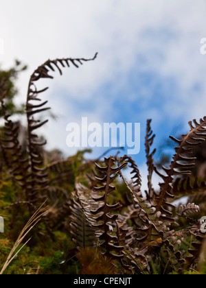 Small plants and moss from the Azores islands Stock Photo