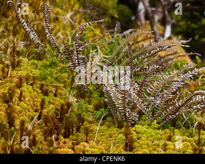 Small plants and sphagnum moss typical to the Azores islands landscape Stock Photo