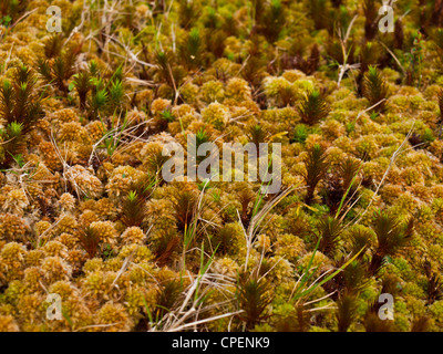 Small plants and sphagnum moss typical to the Azores islands landscape Stock Photo