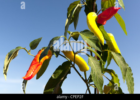 Chili peppers growing on a chili plant grown in and English garden at various stages of ripeness Stock Photo