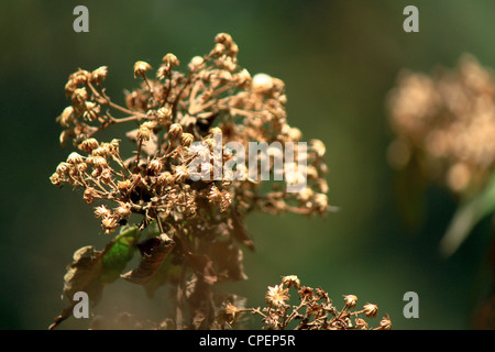 Closeup of dried small flowers in the wild with blurry abstract background Stock Photo