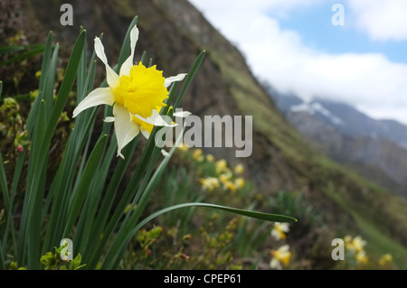 Wild daffodils near the Col de Pause, Ariege, Midi-Pyrenees, France. Stock Photo