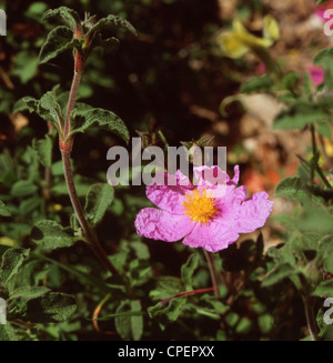 The Cretan rock rose, Cistus creticus, a bush shrub that flowers from March through May. Stock Photo