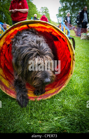 Black Labradoodle crawling through a tube at Pets in the Park, Marbury Park, Cheshire Stock Photo