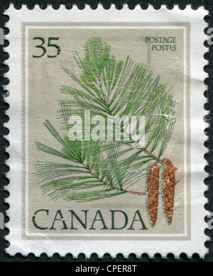 CANADA - CIRCA 1979: Postage stamps printed in Canada, depicts Pine (Pinus Strobus), circa 1979 Stock Photo