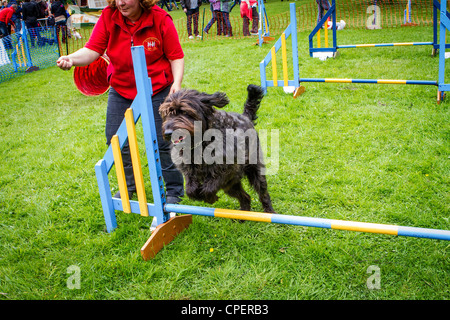 Black Labradoodle jumping over a bar at Pets in the Park, Marbury Park, Cheshire Stock Photo