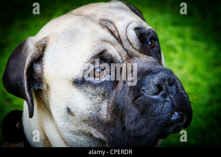 Close up of a Bullmastiff dog's face Stock Photo