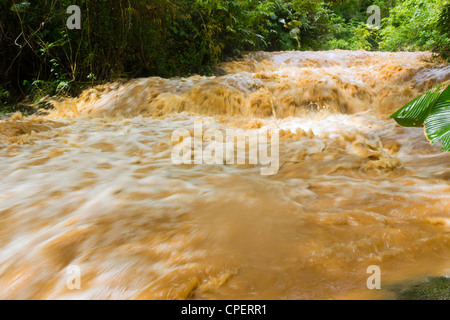 Mud and water pouring down a jungle watercourse after very heavy rain. On the Pacific coast of Ecuador. Stock Photo