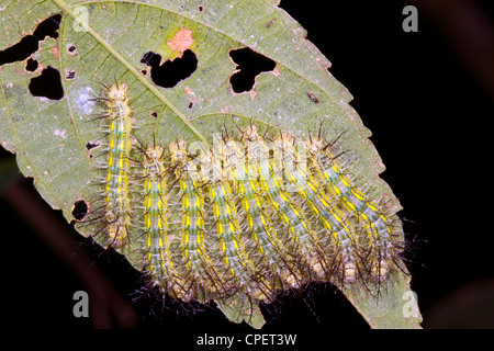 Group of venomous Saturniid moth caterpillars on a leaf in rainforest, Ecuador Stock Photo