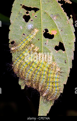Group of venomous Saturniid moth caterpillars on a leaf in rainforest, Ecuador Stock Photo