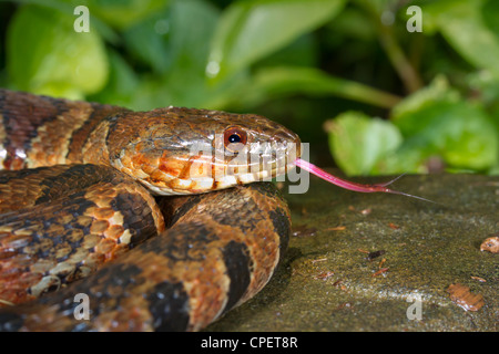 Northern water snake (Nerodia sipedon) portrait (Georgia, USA). Stock Photo