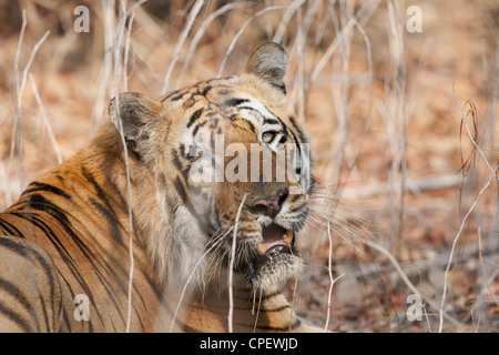 Waghdoh or Scarface huge dominant male Tiger at Tadoba, India ...
