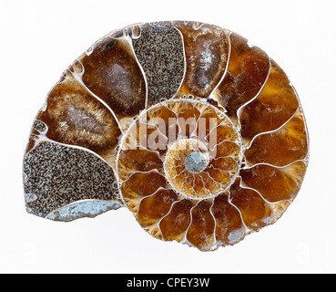 Prehistoric Fossil Section Of An Ammonite Stock Photo - Alamy