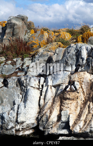 Nesting Rock (Magellanic) Cormorants on rocky outcrop in the Beagle Channel, Tierra del Fuego, Argentina Stock Photo