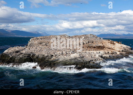 Rock cormorant and South American sea lion colony on a rocky outcrop in the Beagle Channel, Tierra del Fuego Stock Photo