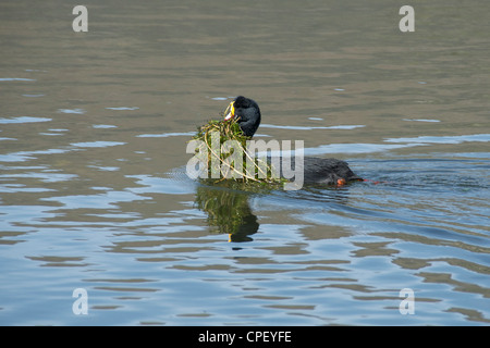 Giant coot nest building Lago Chungara Northern Chile Stock Photo