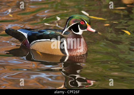 Wood duck drake on pond in autumn-Victoria, British Columbia, Canada. Stock Photo