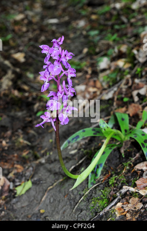 Common Orchid growing in woodland Uk Stock Photo