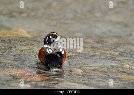 Harlequin duck (Histrionicus histrionicus) Drake roosting on a rock In the Blakiston River, Waterton Lakes National Park, Alberta, Canada Stock Photo