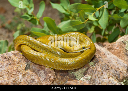 Green Ratsnake Senticolis triaspis Ruby Road, Santa Cruz County, Arizona, United States 18 May Sub-adult Colubridae Stock Photo