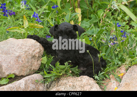 Miniature schnauzer with paw on rock Stock Photo