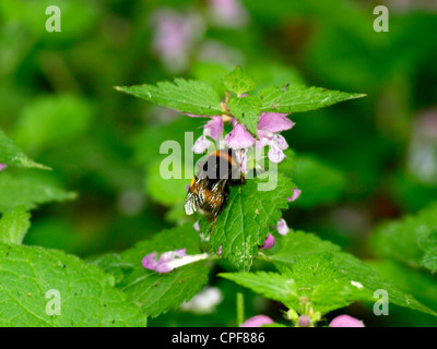 bumble bee Bombus polaris Stock Photo