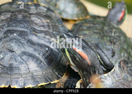 Group of red-eared slider turtles sitting on a stone in the zoo  Stock Photo