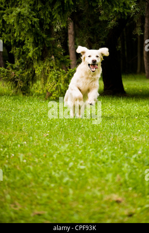 golden retriever dog running happily Stock Photo